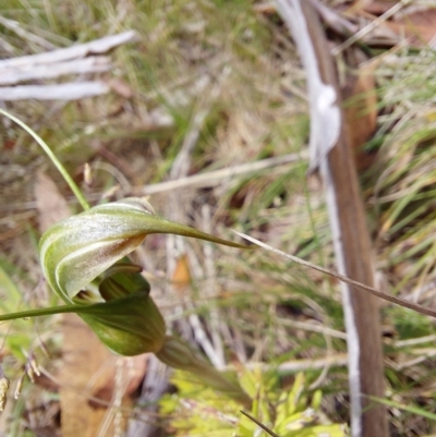 Diplodium aestivum (Long-tongued Summer Greenhood) - 1 Jan 1900 by Venture