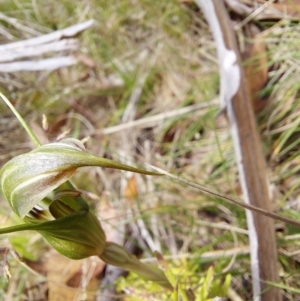 Diplodium aestivum at Paddys River, ACT - suppressed