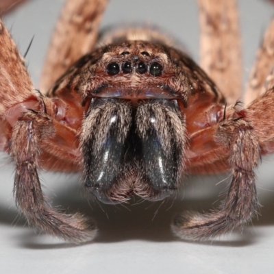 Heteropoda jugulans (Brown Huntsman Spider) at Wellington Point, QLD - 2 Jan 2023 by TimL