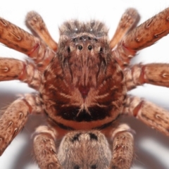 Heteropoda jugulans at Wellington Point, QLD - suppressed