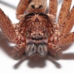 Heteropoda jugulans at Wellington Point, QLD - suppressed