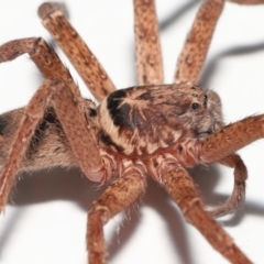 Heteropoda jugulans at Wellington Point, QLD - suppressed