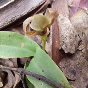 Chiloglottis valida at Paddys River, ACT - suppressed