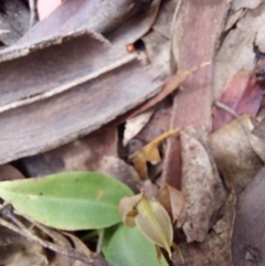 Chiloglottis valida at Paddys River, ACT - suppressed