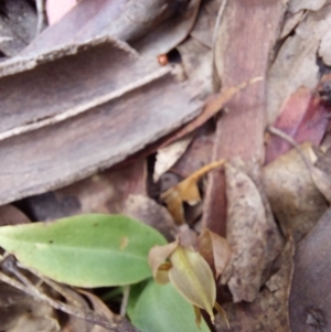 Chiloglottis valida at Paddys River, ACT - 5 Jan 2023