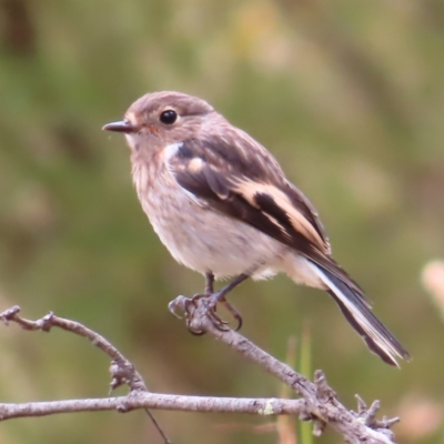 Petroica boodang (Scarlet Robin) at Denman Prospect, ACT - 5 Jan 2023 by MatthewFrawley