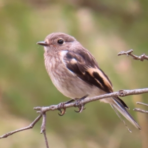 Petroica boodang at Denman Prospect, ACT - 5 Jan 2023