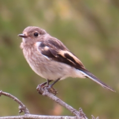 Petroica boodang at Denman Prospect, ACT - 5 Jan 2023