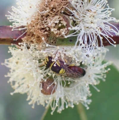Hylaeus (Euprosopis) elegans (Harlequin Bee) at Murrumbateman, NSW - 3 Jan 2023 by SimoneC