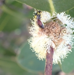 Hylaeus (Euprosopis) elegans at Murrumbateman, NSW - 3 Jan 2023