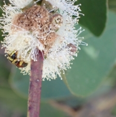 Hylaeus (Euprosopis) elegans at Murrumbateman, NSW - 3 Jan 2023