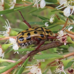 Neorrhina punctatum (Spotted flower chafer) at Stromlo, ACT - 5 Jan 2023 by MatthewFrawley