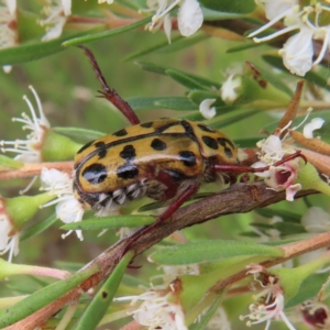 Neorrhina punctata at Stromlo, ACT - 5 Jan 2023