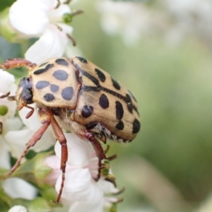 Neorrhina punctata at Murrumbateman, NSW - 5 Jan 2023