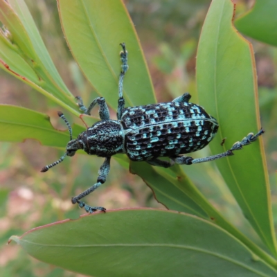 Chrysolopus spectabilis (Botany Bay Weevil) at Molonglo Valley, ACT - 5 Jan 2023 by MatthewFrawley