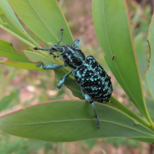 Chrysolopus spectabilis at Molonglo Valley, ACT - 5 Jan 2023 03:41 PM