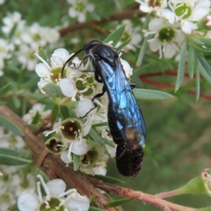 Austroscolia soror at Molonglo Valley, ACT - 5 Jan 2023