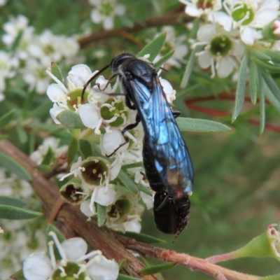 Austroscolia soror (Blue Flower Wasp) at Denman Prospect 2 Estate Deferred Area (Block 12) - 5 Jan 2023 by MatthewFrawley