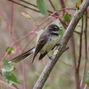 Rhipidura albiscapa at Molonglo Valley, ACT - 5 Jan 2023