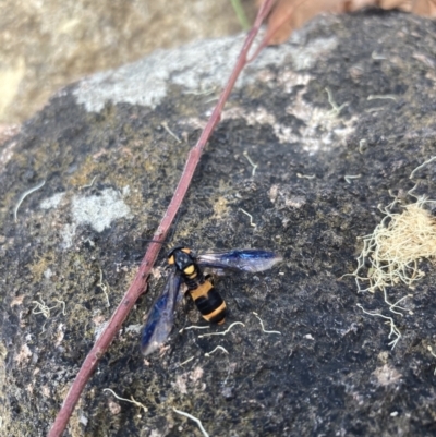 Pterygophorus cinctus (Bottlebrush sawfly) at Weetangera, ACT - 5 Jan 2023 by Spar