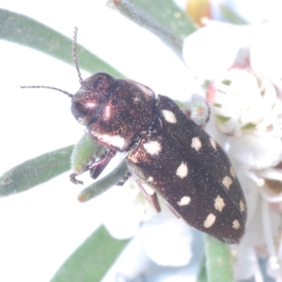 Diphucrania duodecimmaculata (12-spot jewel beetle) at Molonglo Valley, ACT - 2 Jan 2023 by Harrisi