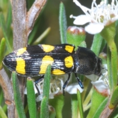 Castiarina australasiae at Stromlo, ACT - 3 Jan 2023