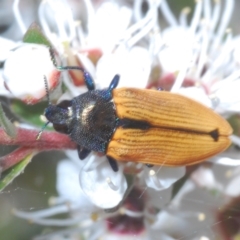 Castiarina subpura (A jewel beetle) at Stromlo, ACT - 3 Jan 2023 by Harrisi