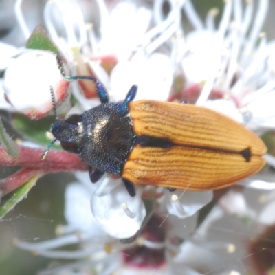 Castiarina subpura (A jewel beetle) at Stromlo, ACT - 3 Jan 2023 by Harrisi