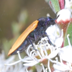 Castiarina subpura at Stromlo, ACT - 3 Jan 2023