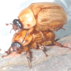 Cyclocephala signaticollis (Argentinian scarab) at Stirling, ACT - 3 Jan 2023 by Harrisi