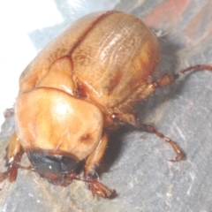 Cyclocephala signaticollis at Stirling, ACT - 3 Jan 2023