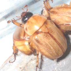 Cyclocephala signaticollis at Stirling, ACT - 3 Jan 2023