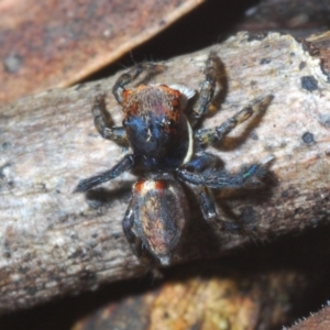 Maratus watagansi at Acton, ACT - 5 Jan 2023 05:18 PM