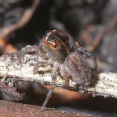 Maratus watagansi at Acton, ACT - 5 Jan 2023 05:18 PM