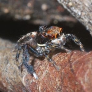 Maratus watagansi at Acton, ACT - 5 Jan 2023 05:18 PM