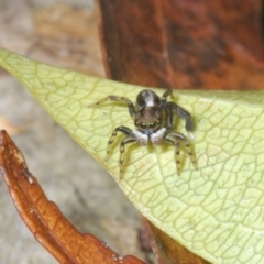 Maratus watagansi at Acton, ACT - 5 Jan 2023 05:18 PM