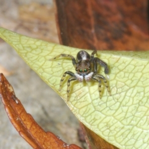 Maratus watagansi at Acton, ACT - 5 Jan 2023 05:18 PM