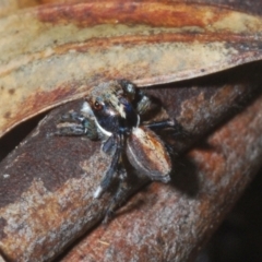 Maratus watagansi at Acton, ACT - 5 Jan 2023