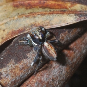 Maratus watagansi at Acton, ACT - 5 Jan 2023 05:18 PM