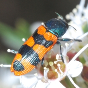 Castiarina crenata at Molonglo Valley, ACT - 4 Jan 2023