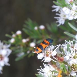 Castiarina crenata at Molonglo Valley, ACT - 4 Jan 2023