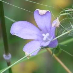 Wahlenbergia planiflora at Wyndham, NSW - 1 Jan 2023 by KylieWaldon