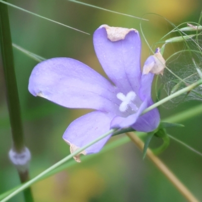 Wahlenbergia planiflora at Wyndham, NSW - 1 Jan 2023 by KylieWaldon