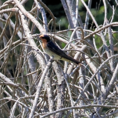 Hirundo neoxena (Welcome Swallow) at New Buildings, NSW - 31 Dec 2022 by KylieWaldon