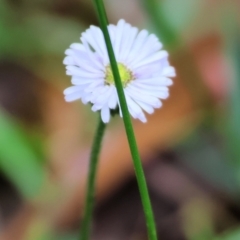 Unidentified Daisy at Wyndham, NSW - 1 Jan 2023 by KylieWaldon