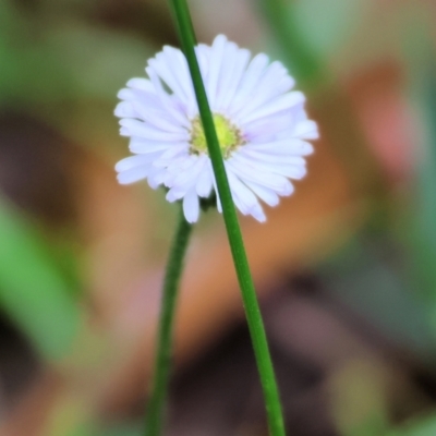 Unidentified Daisy at Wyndham, NSW - 1 Jan 2023 by KylieWaldon