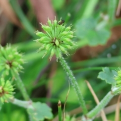 Hydrocotyle sp. at Wyndham, NSW - 31 Dec 2022 by KylieWaldon