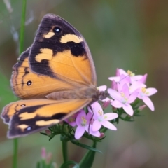 Heteronympha merope (Common Brown Butterfly) at Wyndham, NSW - 31 Dec 2022 by KylieWaldon