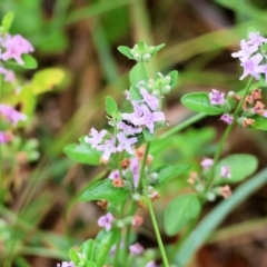 Mentha diemenica (Wild Mint, Slender Mint) at Wyndham, NSW - 1 Jan 2023 by KylieWaldon