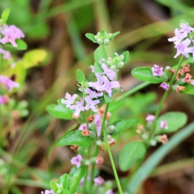 Mentha diemenica (Wild Mint, Slender Mint) at Wyndham, NSW - 31 Dec 2022 by KylieWaldon